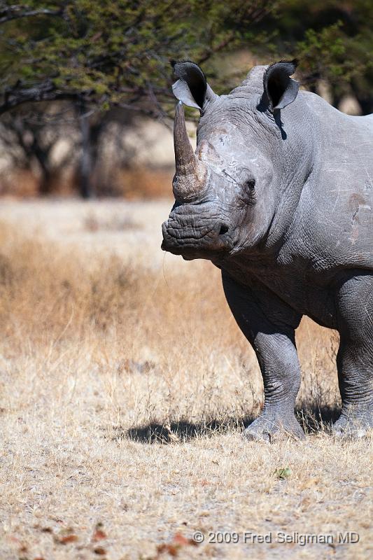 20090610_121649 D300 X1.jpg - We came upon a solitary white rhino about an hour later.  He was more coperative with the camera